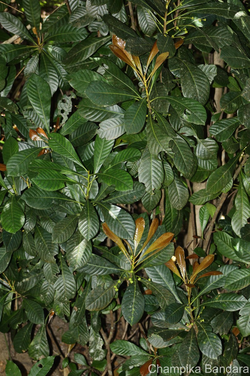 Agrostistachys borneensis Becc.